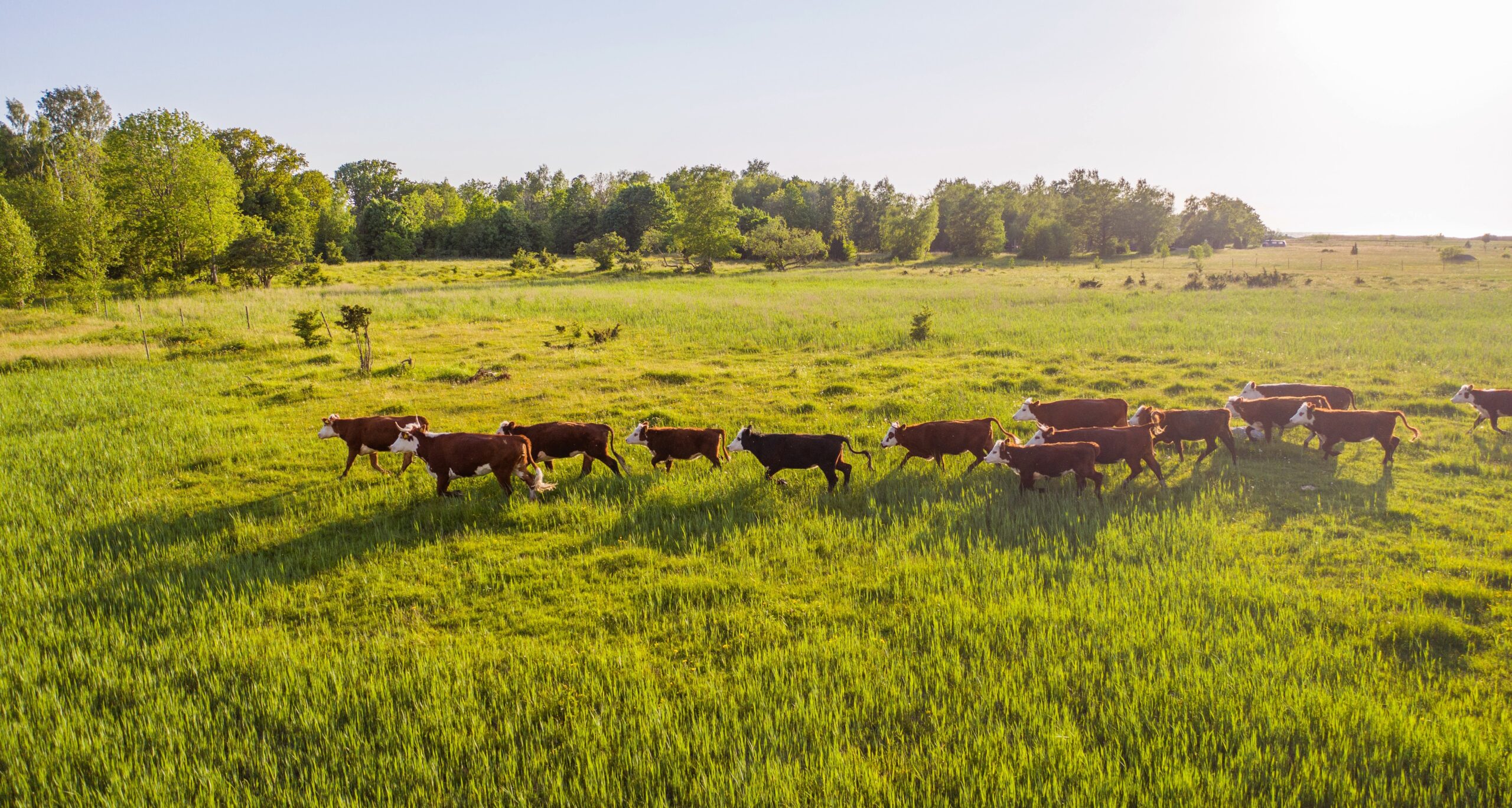 You are currently viewing Environmental Excellence in Agriculture